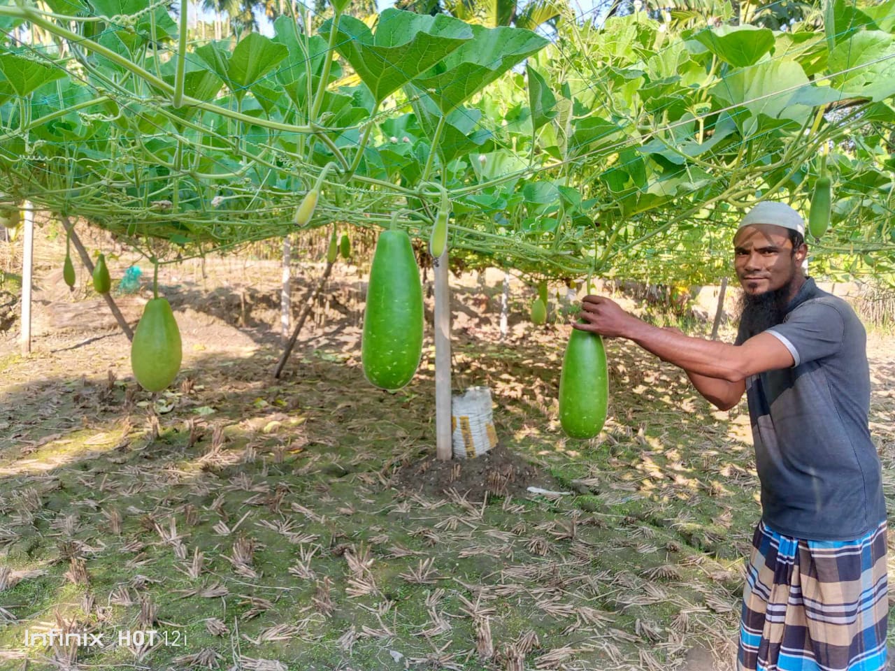 মাচা পদ্ধতিতে লাউ চাষ করে সফল অটোরিকশা চালক