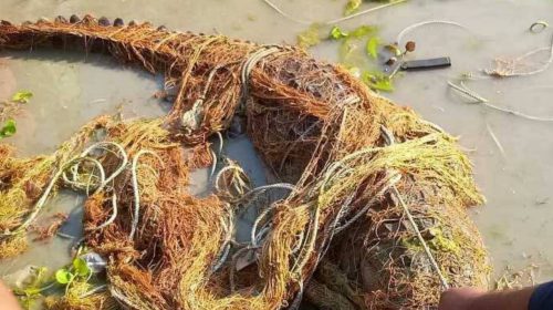 মিরপুরে জেলের জালে ধরা পড়া কুমিরকে পদ্মা নদীর গভীর পানিতে অবমুক্তকরণ