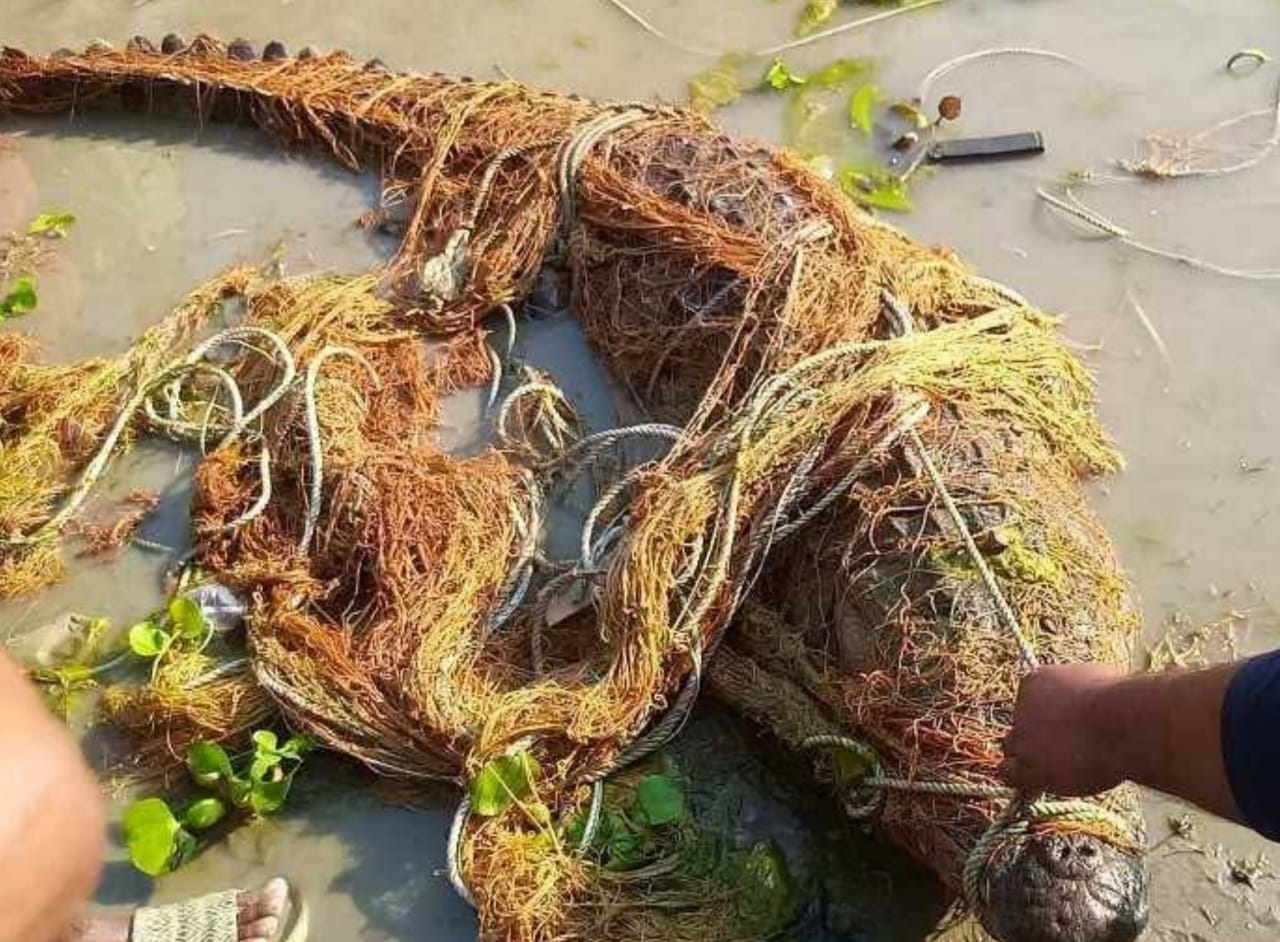 মিরপুরে জেলের জালে ধরা পড়া কুমিরকে পদ্মা নদীর গভীর পানিতে অবমুক্তকরণ