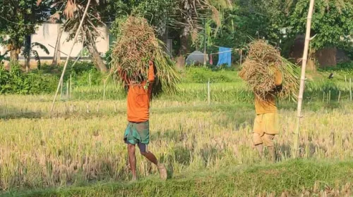 শেরপুর সীমান্তে হাতির ভয়ে কাঁচা ধান কাটছেন কৃষকেরা!