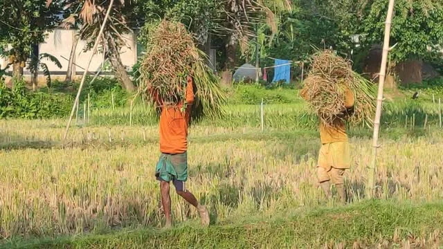 শেরপুর সীমান্তে হাতির ভয়ে কাঁচা ধান কাটছেন কৃষকেরা!
