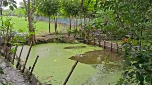 খুলনার দাকোপে খালে আড়াআড়ি চরপাটা বাঁধ ও অবৈধ নেটজাল উচ্ছেদ