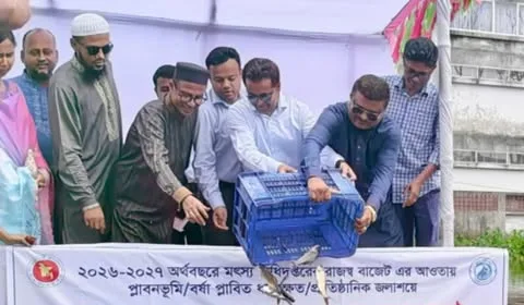 দাকোপে মৎস্য অধিদপ্তরের উদ্যোগে মুক্ত জলাশয়ে মাছের পোনা অবমুক্তকরণ