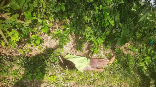 ধামইরহাট হাটে রাস্তার পাশের ধান
