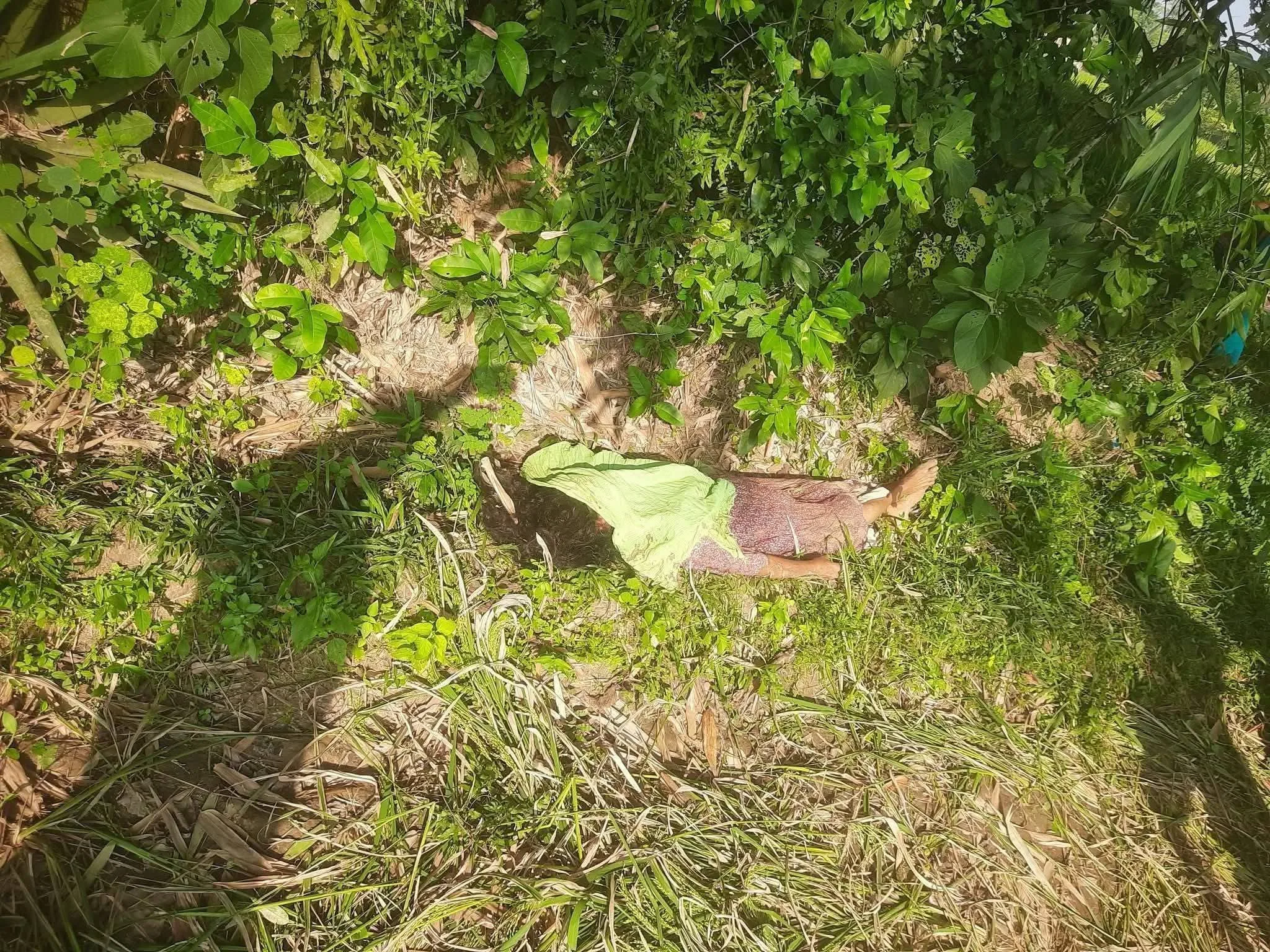 ধামইরহাট হাটে রাস্তার পাশের ধান