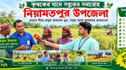 কৃষকের ঘামে সবুজ নিয়ামতপুর উপজেলা