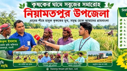 কৃষকের ঘামে সবুজ নিয়ামতপুর উপজেলা