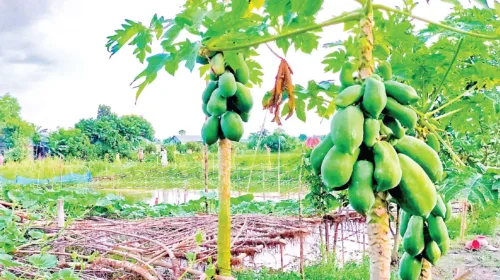 হোমনায় সমন্বিত কৃষি ও মাছ চাষে স্বাবলম্বী ওয়ালি উল্লাহ