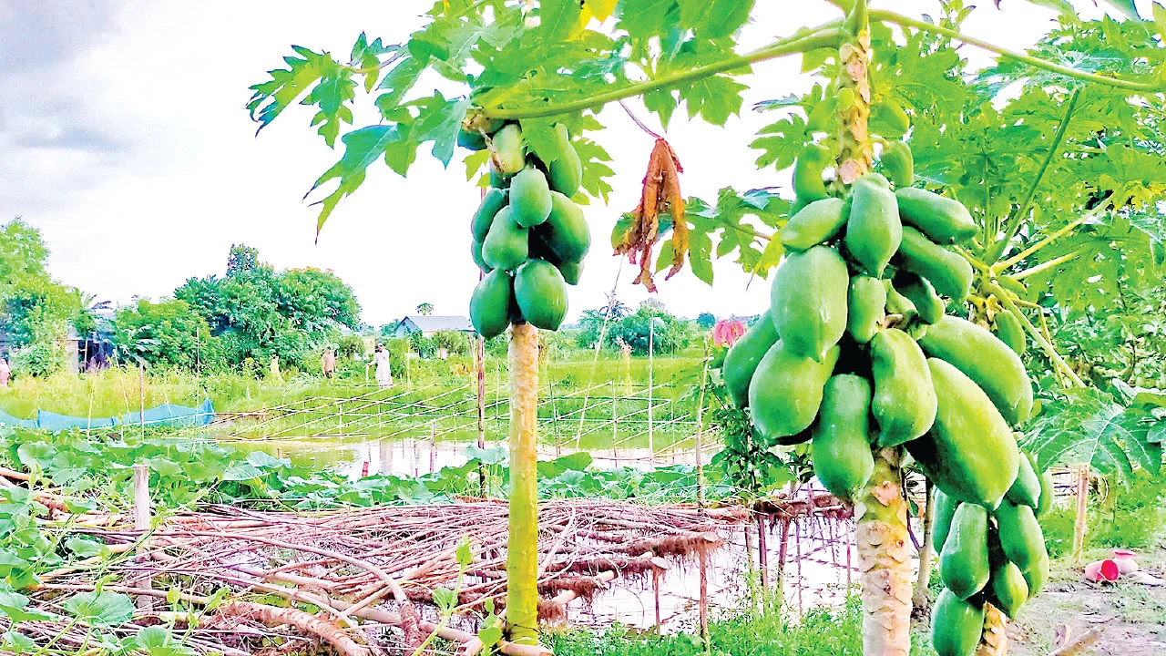 হোমনায় সমন্বিত কৃষি ও মাছ চাষে স্বাবলম্বী ওয়ালি উল্লাহ